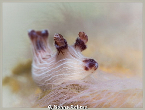Jorunna rubescens by Nonna Pokras 